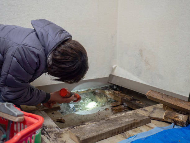 Best Water Damage & Mold Remediation  in Wendell, ID