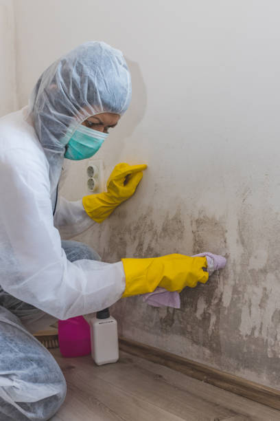 Best Air Quality Testing for Mold Spores  in Wendell, ID