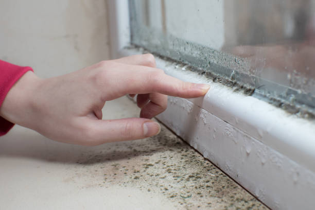 Wendell, ID Mold Removal Company